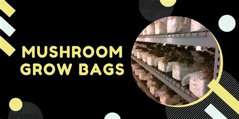 A Beginner's Guide to Using Mushroom Cultivation Bags for Magic Mushroom Grow
